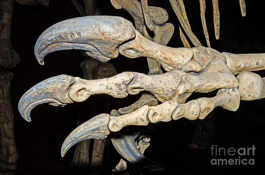 Saurophaganax Dinosaur Claw Fossil Photograph by Millard H Sharp