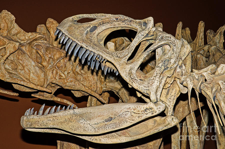 Saurophaganax Dinosaur Skull Fossil Photograph by Millard H Sharp