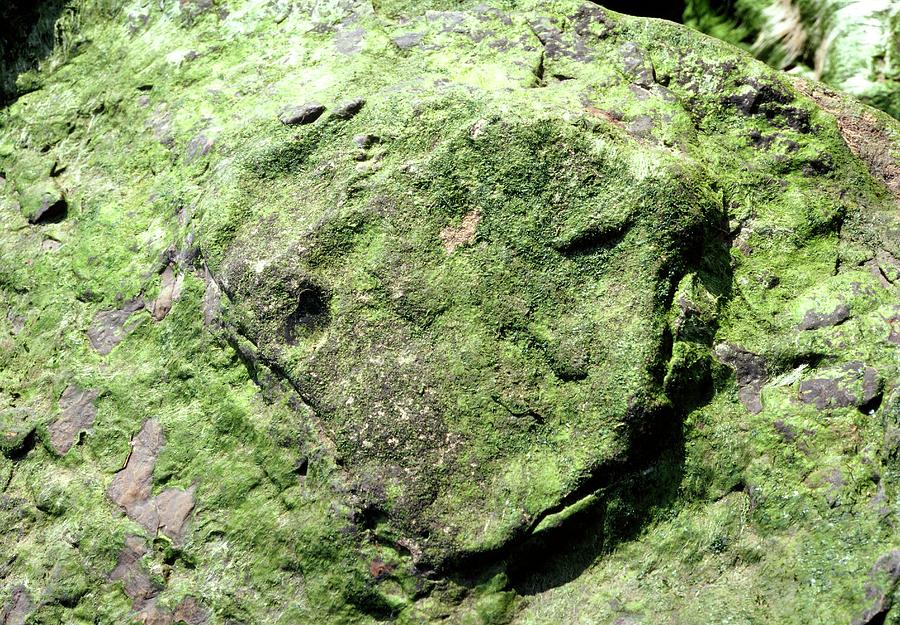 sauropod footprint