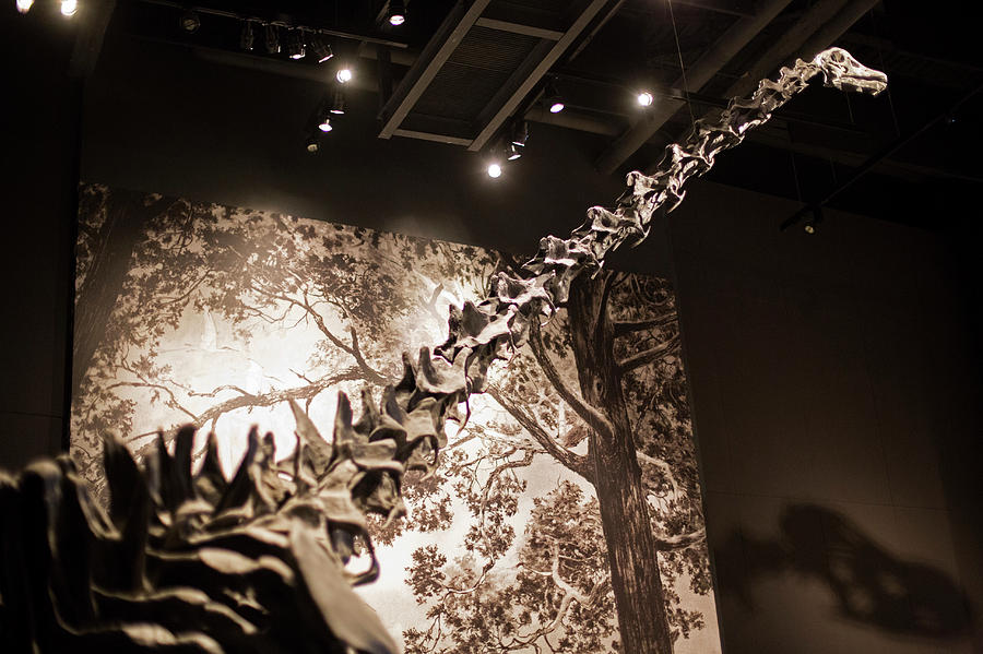 Sauropod Dinosaur Fossil Display Photograph by Jim West