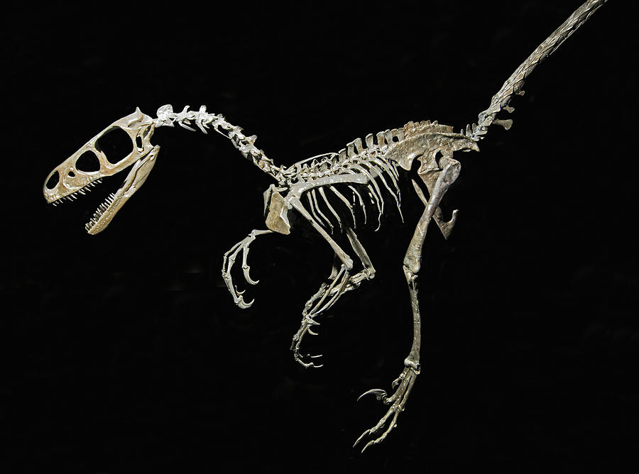 saurornitholestes-dinosaur-millard-h-sharp.jpg