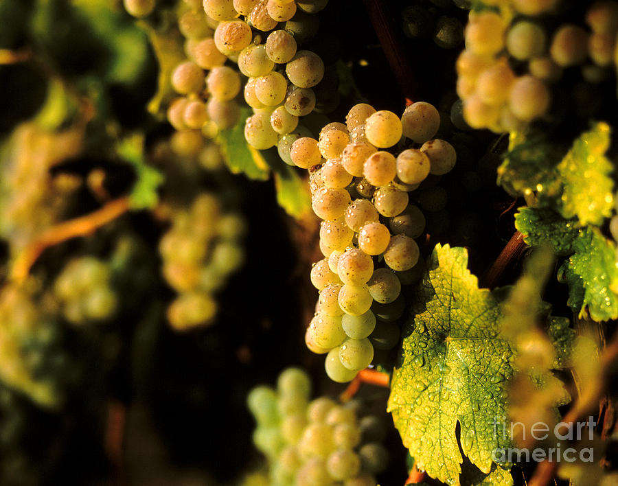 Sauvignon Blank Clusters Photograph by Craig Lovell