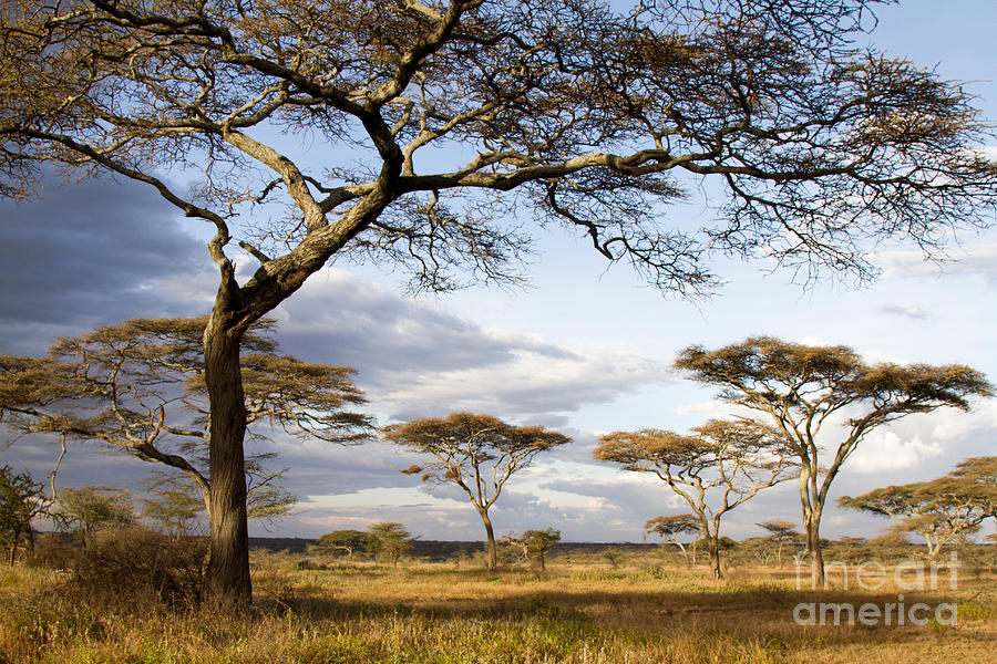 Savanna Acacia Trees  Photograph by Chris Scroggins