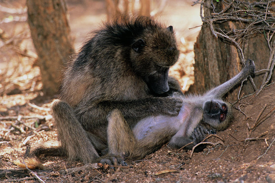 Savanna Baboon Grooming Its Young Photograph by Tony Camacho/science Photo Library
