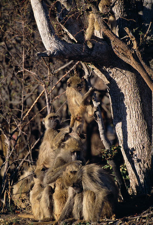 Savanna Baboons Photograph by Tony Camacho/science Photo Library