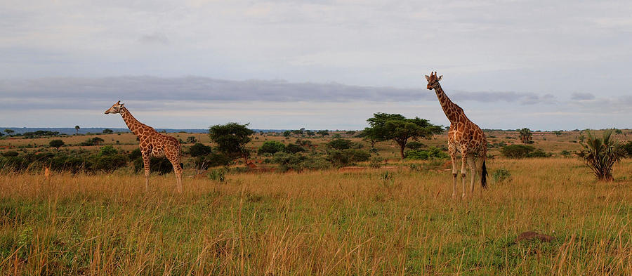 Savanna Giraffes Photograph by Robert Watson - Fine Art America