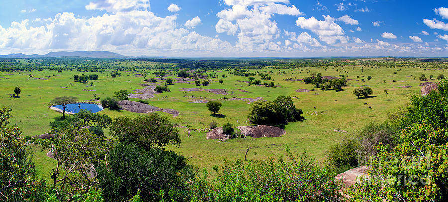Savanna Landscape In Serengeti Photograph