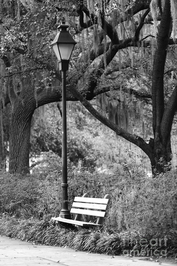 Savannah Afternoon - Black and White 2X3 Photograph by Carol Groenen