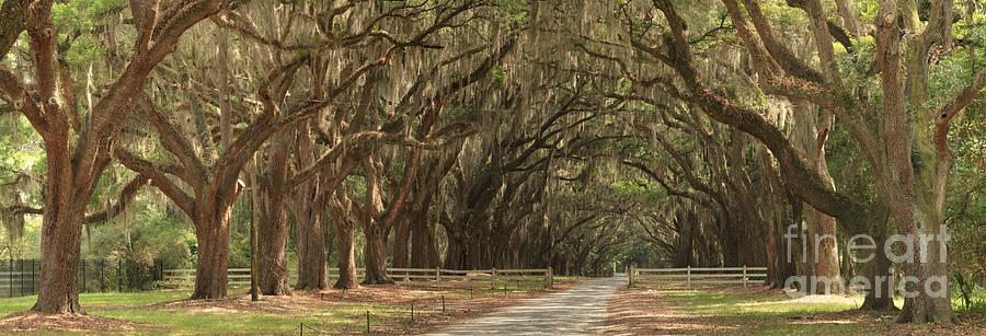 Savannah Avenue Of The Oaks Panorama Photograph by Adam Jewell