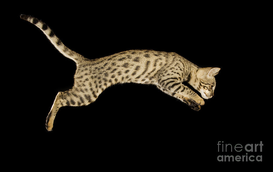 Cat Photograph - Savannah Cat by Terry Whittaker