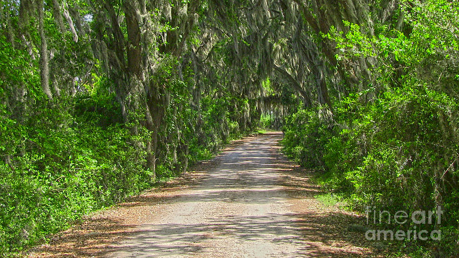 Savannah Country Road Photograph by D Wallace