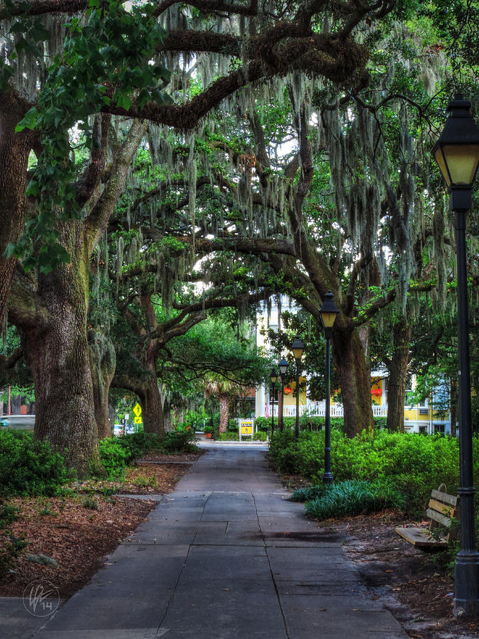 Tree Photograph - Savannah - Forsyth Park 001 by Lance Vaughn