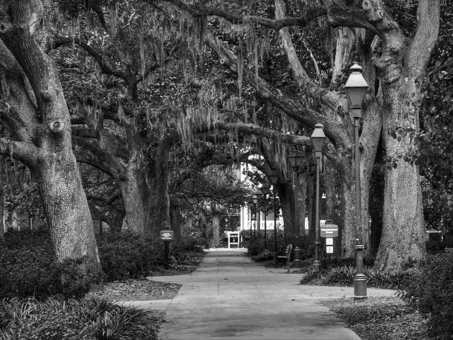 Savannah - Forsyth Park 007 BW Photograph by Lance Vaughn