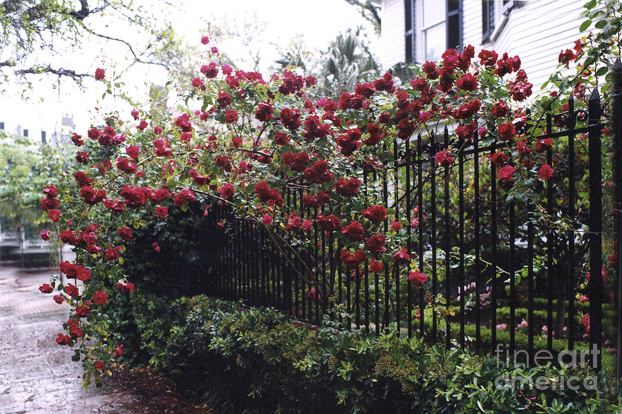 Savannah Georgia Red Roses and Gates Architecture Photograph by Kathy Fornal
