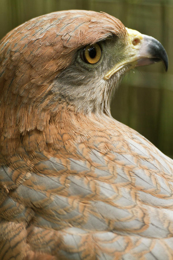 Hawk Photograph - Savannah Hawk, Buteogallus by William Sutton
