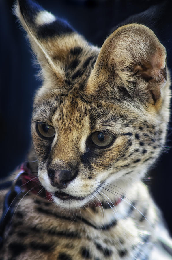 Wildlife Photograph - Savannah Jungle Cat by Camille Lopez