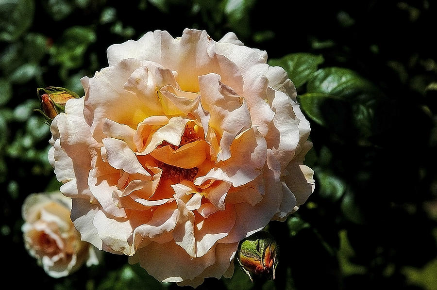 Grandiflora Rose Photograph - Savannah by Marvin C Brown