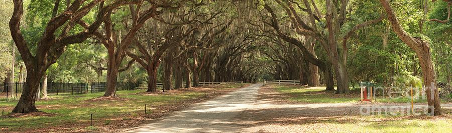 Savannah Oak Drive Photograph by Adam Jewell