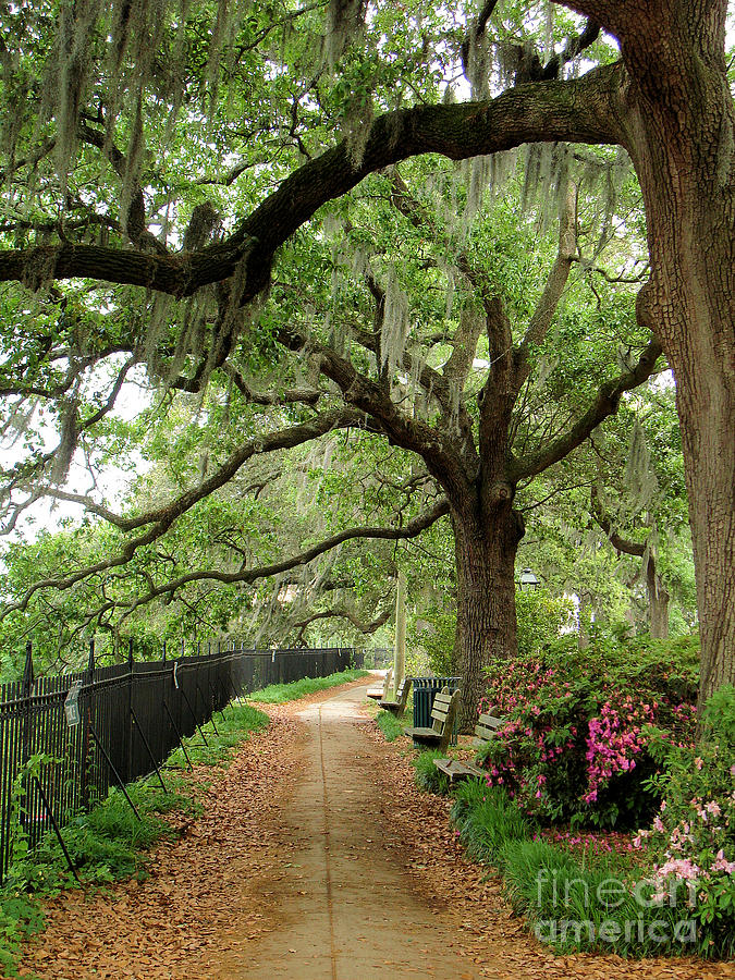 Savannah Path Photograph by Cortney Price - Fine Art America