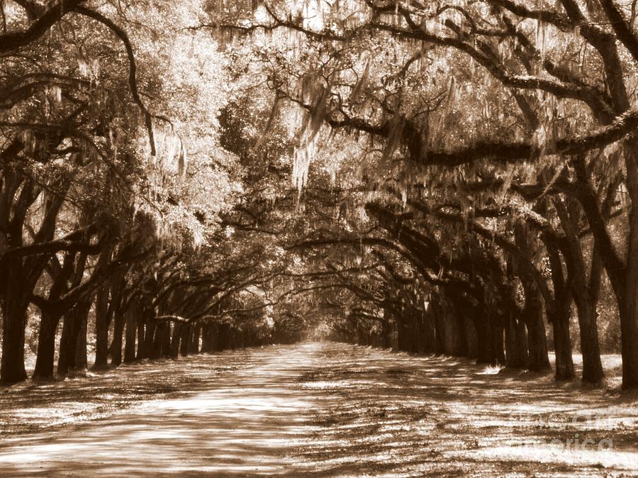 Savannah Sepia - The Old South Photograph by Carol Groenen