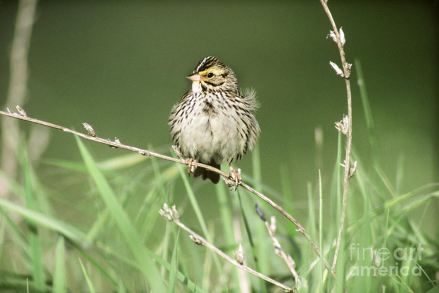 Savannah Sparrow Photograph by Art Wolfe