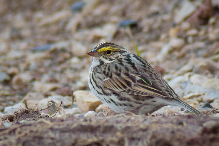 Savannah Sparrow Photograph by Bill Pevlor