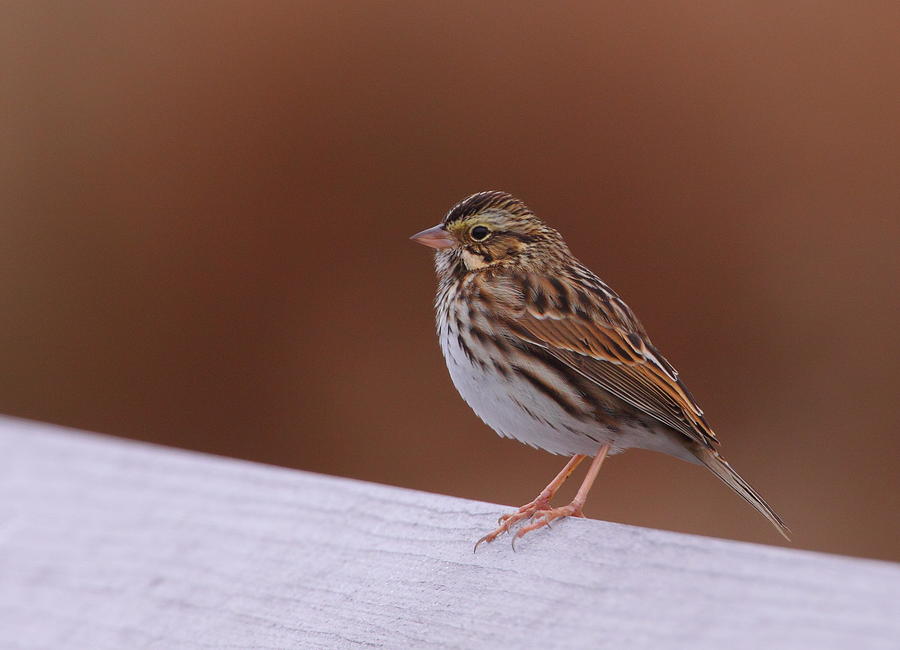 Savannah Sparrow Photograph by Bruce J Robinson