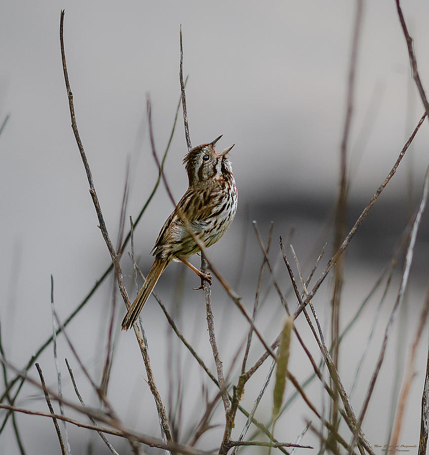 Sparrow Photograph - Savannah Sparrow by Marty Saccone