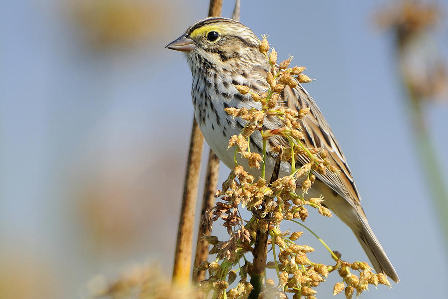 Savannah Sparrow  on a reed Photograph by Bradford Martin