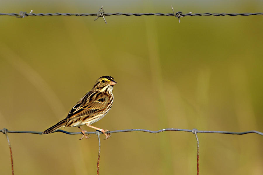 Savannah sparrow on a wire fence Photograph by Bradford Martin