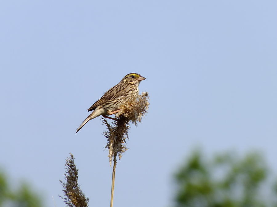 Savannah Sparrow Photograph by Peggy King