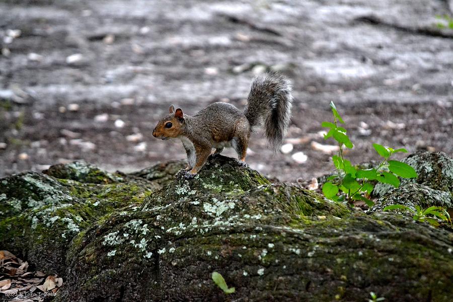 Savannah Squirrel Photograph by Tara Potts