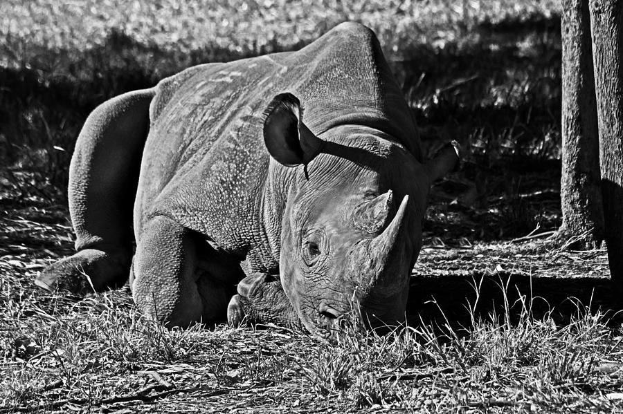 Rhino Photograph - Save Me by Miroslava Jurcik
