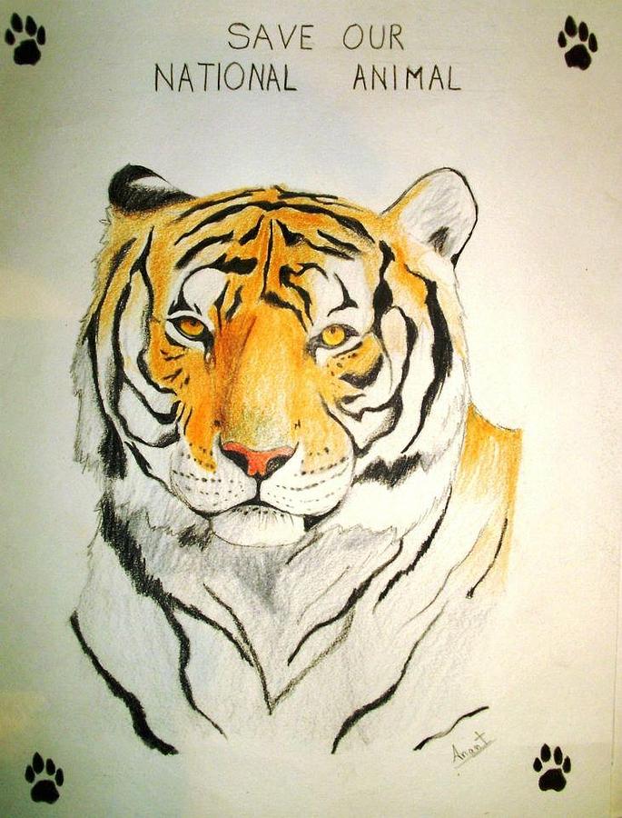 Save National Animal of India Drawing by Anant Sindal - Fine Art America