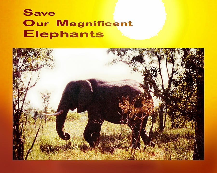 Save  Our  Elephants Photograph by Hartmut Jager