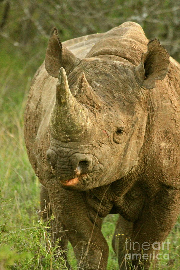 Save the Black Rhino Photograph by Michael Cinnamond