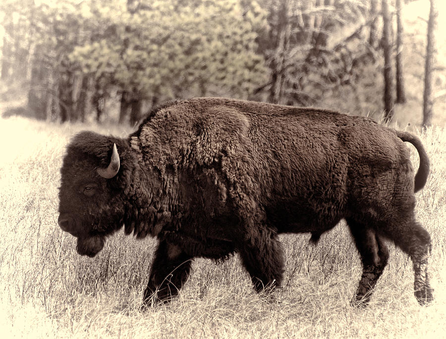 Bison Photograph - Saved from the Past by HW Kateley