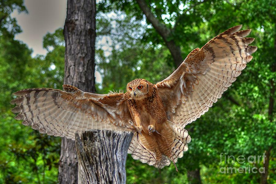 Owl Photograph - Savigneys Eagle Owl Adult by Kathy Baccari