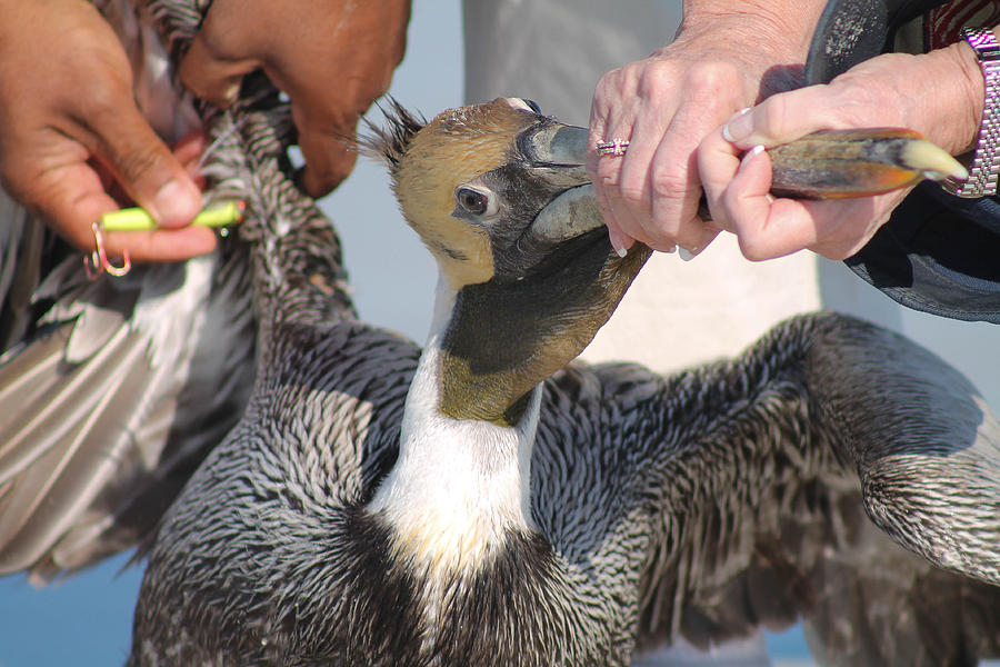 Bird Photograph - Saving a pelican by Jessica Brown