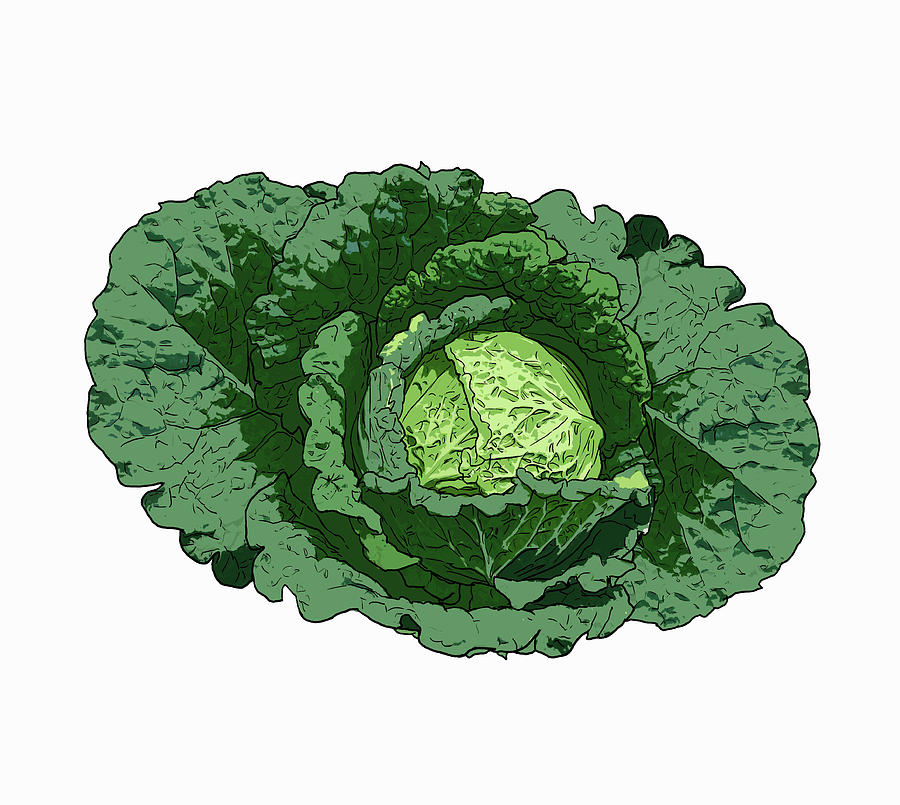 Cabbage Photograph - Savoy Cabbage by Ikon Ikon Images