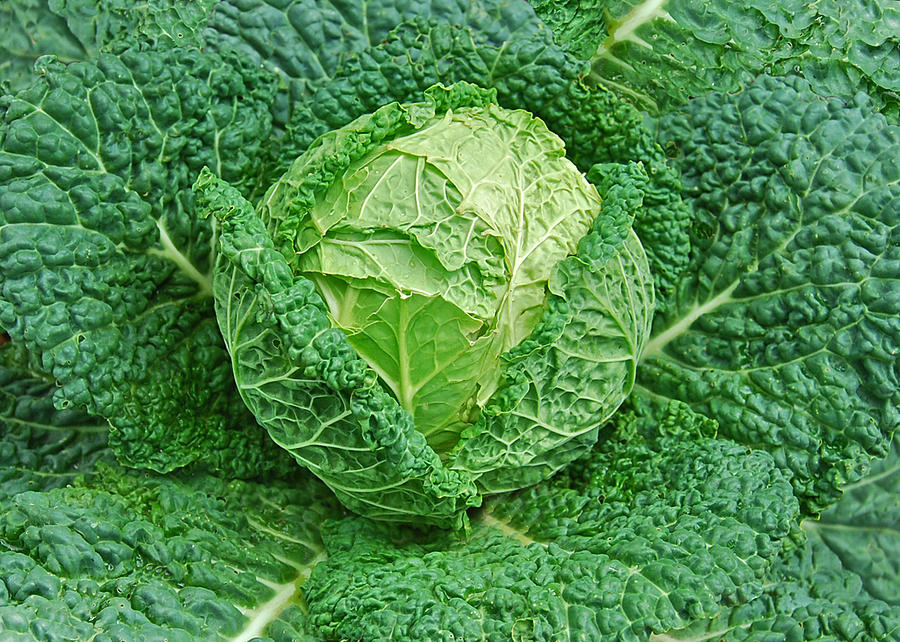 Savoy Cabbage Photograph by Michael Peychich