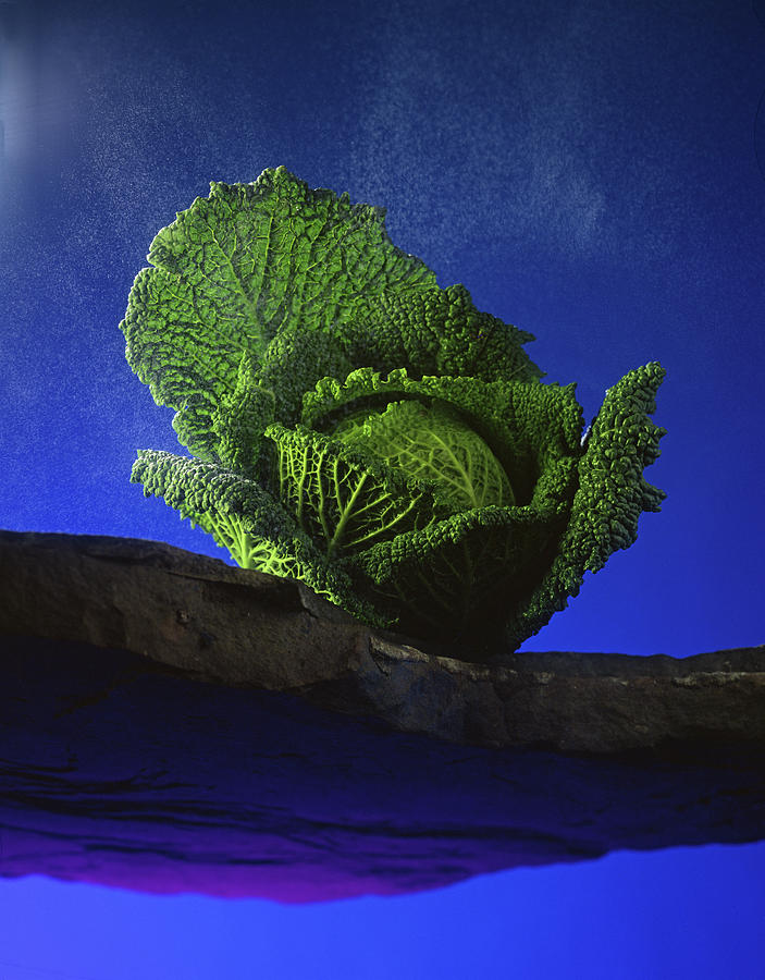 Cabbage Photograph - Savoy,  Cabbage by Norman Hollands