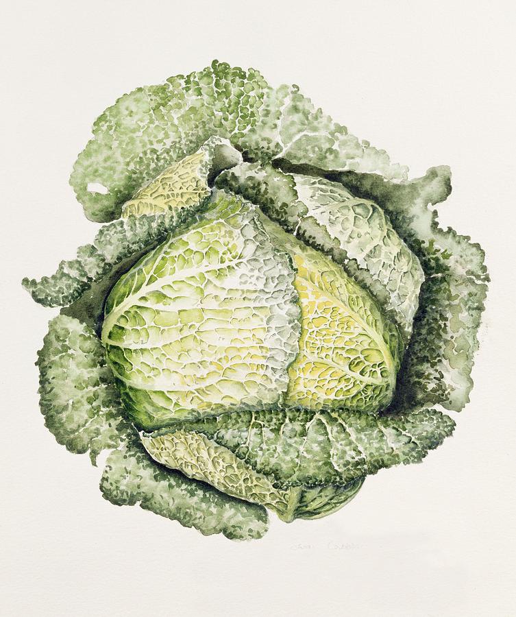 Cabbage Painting - Savoy Cabbage  by Alison Cooper