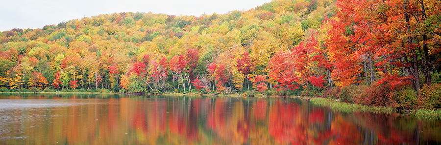 Fall Photograph - Savoy Mountain State Forest by Panoramic Images