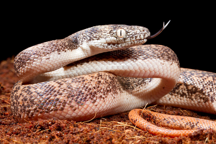 Savu Python In Defensive Posture Photograph by David Kenny