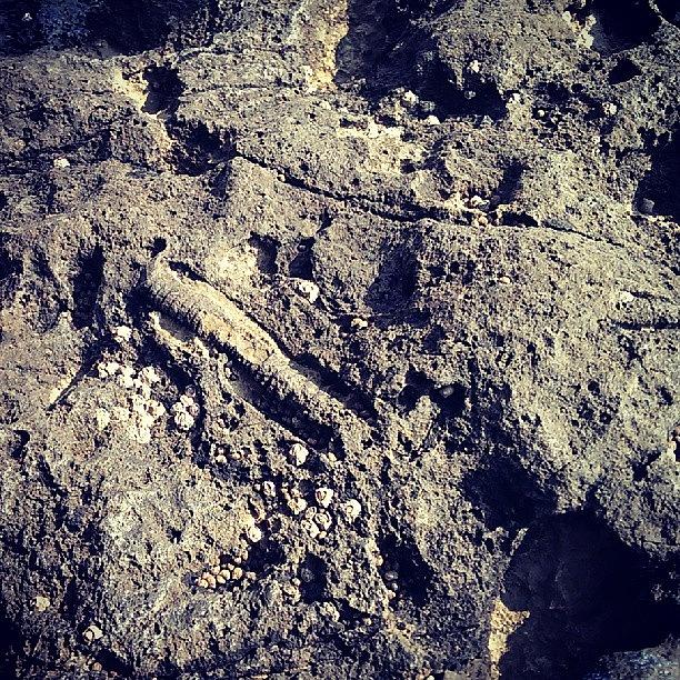 Saw A Fossil On A Rock On A Beach Along Photograph by X Thompson
