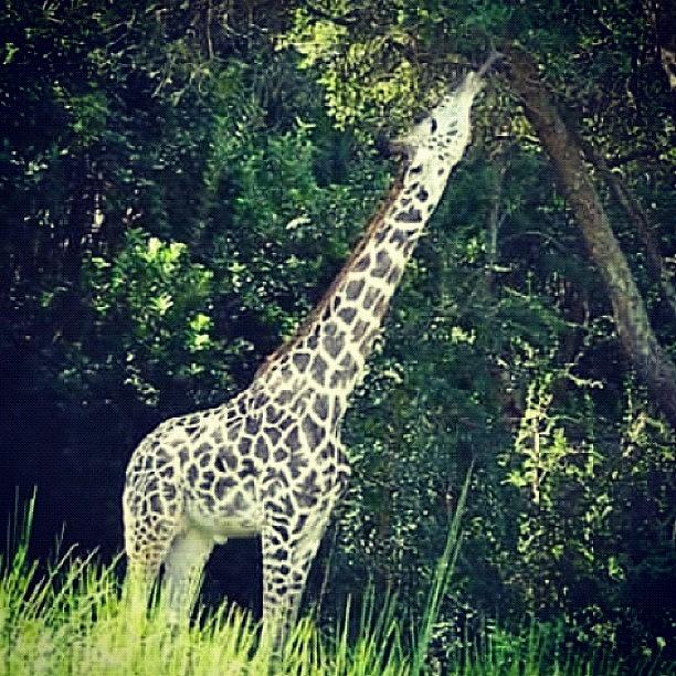 Saw My Favorite Animal In Disney World! Photograph by Catherine Bowers