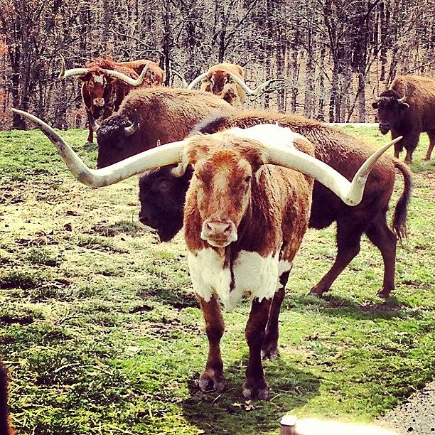 Longhorns Photograph - Saw My Favorite Animal Today In by Tanner Hillman