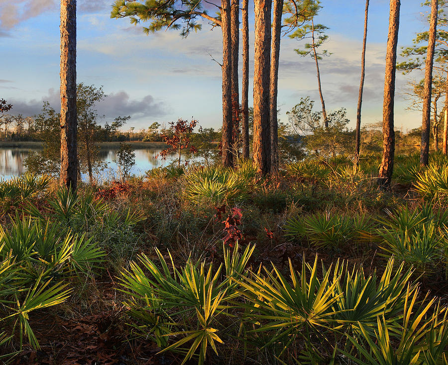 Saw Palmetto And Longleaf Pine Photograph by Tim Fitzharris