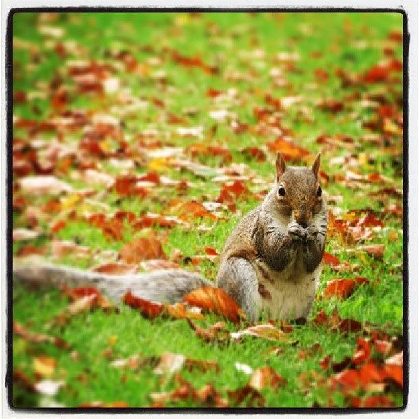 Nature Photograph - Saw This Cute Squirrel In Bath Today! by Georgina Moore